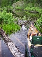Working my way over and around obstructions along stream connecting That Man and Magie Lakes.