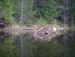 Lodge of the second pond's resident beaver.