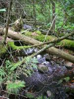 Obstructions and deadfall increase after second pond.