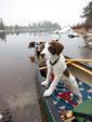 Canoe Dog Josie