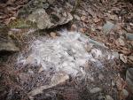 Pile of animal fur alongside middle 140 rod portage connecting Mudro Lake to Fourtown Lake.