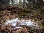 Another pile of animal fur along portage trail connecting Fairy Lake and Gun Lake.
