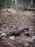 Wolf scat on portage trail connecting Fairy Lake and Gun Lake.