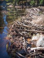 Beaver dam at Angleworm Lake side of portage from Home Lake.