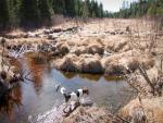 Katy explores Spring Creek along the Angleworm portage trail.