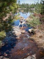 Katy checks out a stream connecting marshland along the Angleworm portage trail.