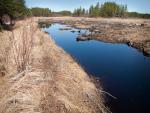 Huge beaver dam and pond just south of trail loop junction.