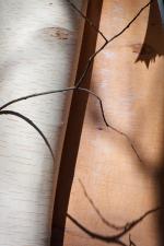 Peeling birch bark. The trees have eyes?
