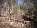 Timber across side trail leading to unmaintained east loop of old Pow Wow Trail.