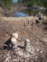 Beavers have been busy at northeast corner of trail loop.