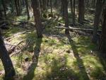Moss covered section adds to trail's wide variation in landscapes.