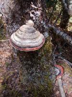 Colorful fungi. (red-belted polypore?)