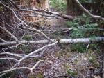 The trail is frequently blocked by deadfall, especially along north and west sections of loop.