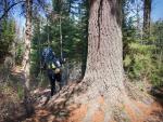 One of the large white pines between North Wilder and Horseshoe Lakes.