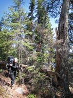 Heidi makes it over fallen half of large white pine blocking trail at Path Lake.