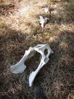 Animal (deer?) bones strewn near campsite on Quadga Lake.