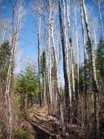 Spur trail from Quadga Lake leads us back to the main Pow Wow Trail.