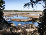 Huge bog just west of trail loop junction.