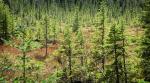 Beautiful spruce bog along spur trail south of main loop.