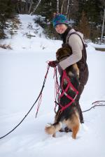Rachel sorts the harnesses while giving Titus some much needed attention.