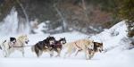 The dogs fly around a point.