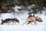 Dogs in stride.
