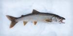 The first lake trout.