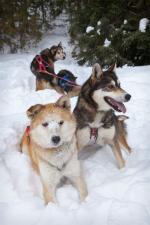Sled dogs.