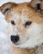 Sled dog.