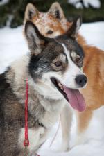 Sled dogs.