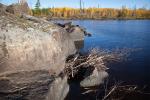 Resident beaver stocks up for the coming winter along northeast shoreline of island campsite on Gabbro Lake.