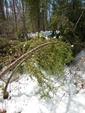 Bent Trees, Lower Pauness to Shell Portage
