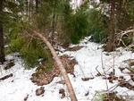 Tree Blockage, Hustler to Oyster Portage