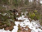 Tree Blockage, Oyster to Rocky Portage