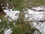 Tree Blockage, Oyster to Rocky Portage