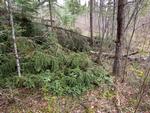 Tree Blockage, Eugene to Fat Portage