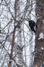 Pileated woodpecker on the portage from Upper Pauness to Lower Pauness Lake.