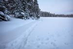Path made when looking for firewood the evening before.