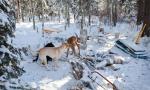 Sierra(?) and Sunny play in the wood cutting area of Midwest Mountaineering's campsite.