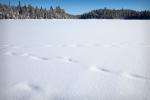 Covered animal tracks on snowy Shell Lake.