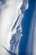 A wolf makes use of the old ski track.
