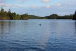 loon
