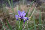 Purple flower