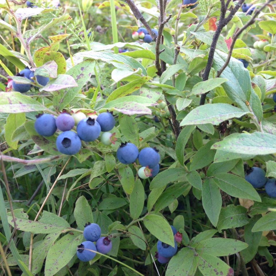 BWCA When is prime blueberry season? Boundary Waters Trip Planning Forum