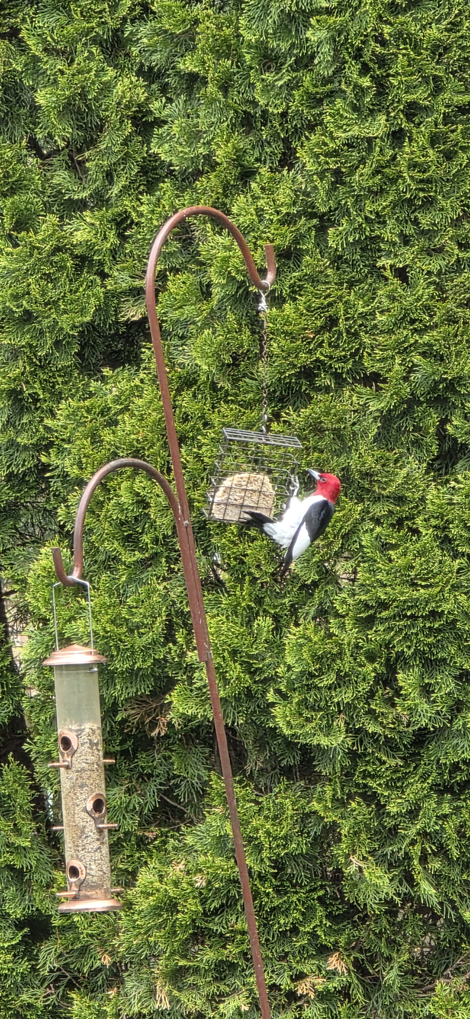 Red Headed Woodpecker