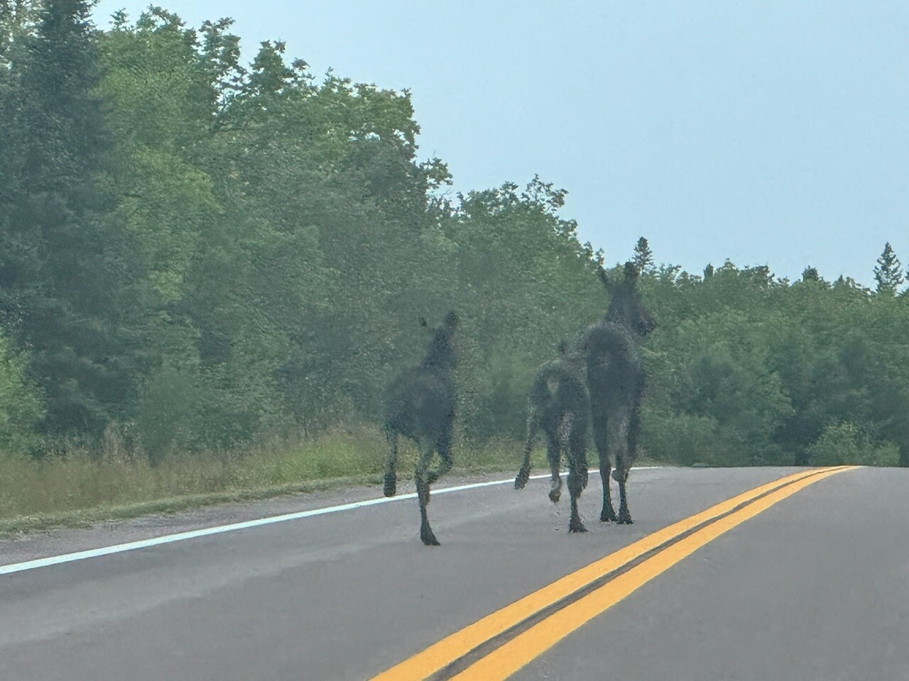Moose on the Sawbill Trail