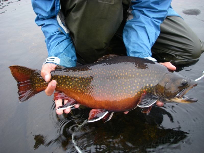 brook trout bait