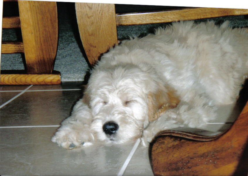 Gdoodle