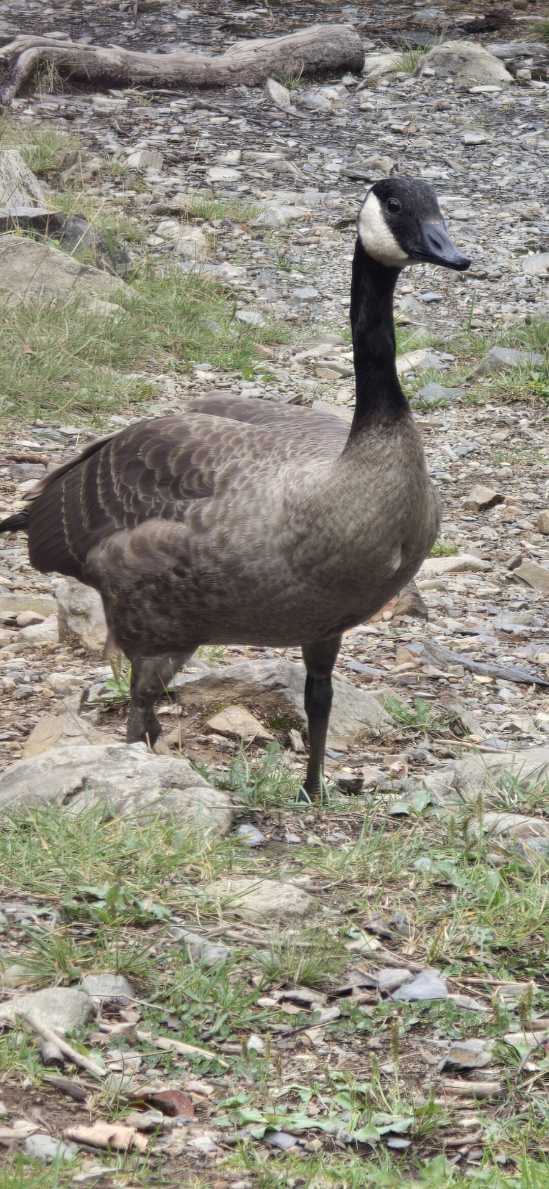 Lost Goose