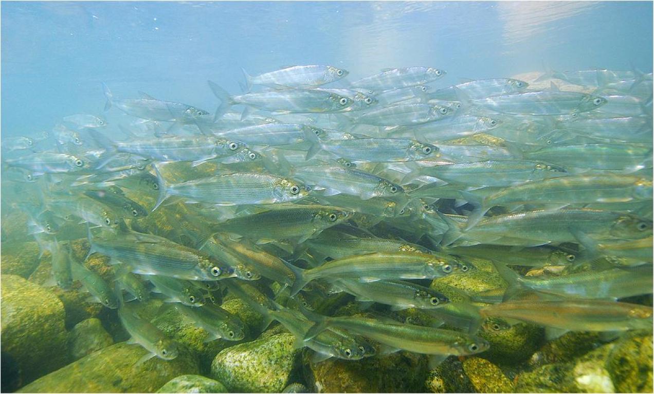 BWCA schooling fish Boundary Waters Fishing Forum
